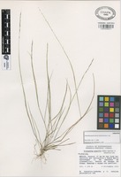 Paratype of Triniochloa gracilis Gómez-Sáchez & Gonzáles-.Led. [family GRAMINEAE]