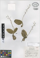 Isotype of Liparis volcanica R. González & Zamudio. [family ORCHIDACEAE]