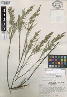 Paratype of Otatea fimbriata Soderstr. [family GRAMINEAE]
