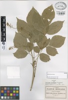 Isotype of Urvillea biternata Weath. [family SAPINDACEAE]