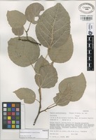 Paratype of Populus guzmanantlensis A. Vázquez & Cuevas [family SALICACEAE]