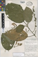 Isotype of Uroskinnera hirtiflora Hemsl. var. breviloba T. Wendt [family SCROPULARIACEAE]