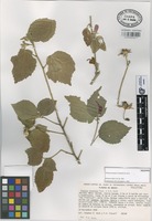 Holotype of Pavonia ecostata Fryxell & S.D. Koch [family MALVACEAE]