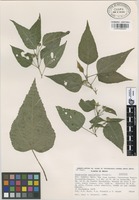 Isotype of Dendrosida parviflora Fryxell [family MALVACEAE]