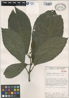Paratype of Siparuna austromexicana Lorence [family MONIMIACEAE]