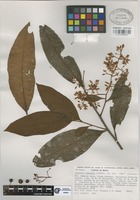 Isotype of Icacorea oaxacana Lundell [family MYRSINACEAE]