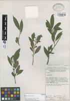 Paratype of Colubrina johnstonii T. Wendt [family RHAMNACEAE]