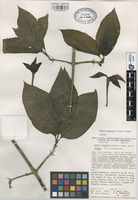 Isotype of Randia vazquezii Lorence & Dwyer [family RUBIACEAE]