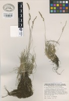 Isotype of Festuca ophioliticola Kerguélen [family GRAMINEAE]