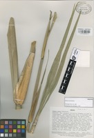 Paratype of Olmeca recta Soderstr. [family GRAMINEAE]