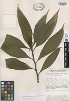Isoparatype of Dichorisandra amabilis J.R. Grant [family COMMELINACEAE]