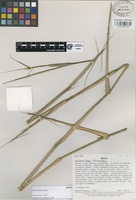 Isotype of Aulonemia fulgor Soderstr. [family GRAMINEAE]