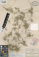 Isotype of Cathestecum brevifolium Swallen [family GRAMINEAE]