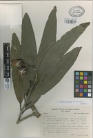 Paratype of Licaria velutina van der Werff [family LAURACEAE]