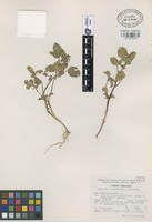 Isotype of Acalypha jerzedowskii Calderón [family EUPHORBIACEAE]