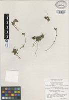 Isotype of Sedum rhodocarpum Rose subsp. edwardsii R.T. Clausen [family CRASSULACEAE]