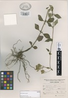 Isotype of Stevia talpensis Grashoff [family COMPOSITAE]