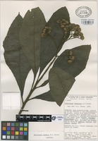 Isotype of Neurolaena wendtii B.L. Turner [family COMPOSITAE]
