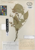 Isotype of Lonchocarpus resinosus F.J. Herm. [family LEGUMINOSAE]