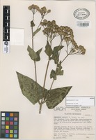 Isotype of Ageratina perezii B.L. Turner [family COMPOSITAE]