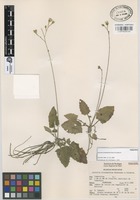 Paratype of Acourtia elizabethiae Rzed. & Calderón [family COMPOSITAE]