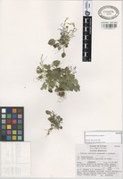 Isotype of Lobelia orientalis Rzed. & Calderón [family CAMPANULACEAE]