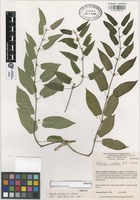 Paratype of Matelea ocellata W.D. Stevens [family ASCLEPIADACEAE]