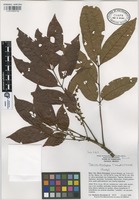 Paratype of Tapirira chimalapana T. Wendt & J.D. Mitch [family ANACARDIACEAE]