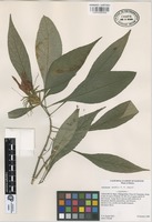 Isotype of Aphelandra wendtii T.F. Daniel [family ACANTHACEAE]