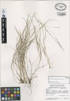 Paratype of Triniochloa gracilis Gómez-Sáchez & Gonzáles-.Led. [family GRAMINEAE]