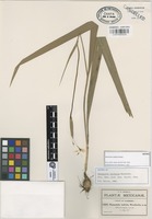 Isotype of Nemastylis latifolia Weath. [family IRIDACEAE]