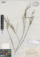 Paratype of Otatea fimbriata Soderstr. [family GRAMINEAE]