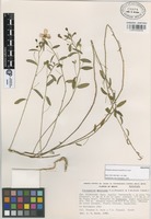 Holotype of Piriqueta mexicana Fryxell & S.D. Koch [family TURNERACEAE]