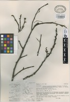 Isotype of Populus guzmanantlensis A. Vázquez & Cuevas [family SALICACEAE]