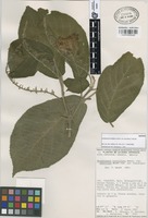 Isotype of Uroskinnera hirtiflora Hemsl. var. breviloba T. Wendt [family SCROPULARIACEAE]