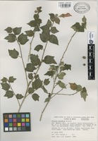 Holotype of Pavonia pulidoae Fryxell [family MALVACEAE]