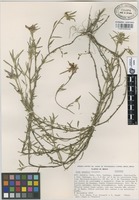 Isotype of Sida wendtii Fryxell [family MALVACEAE]