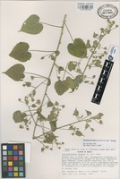 Paratype of Bastardiastrum batesii Fryxell & S.D.Koch [family MALVACEAE]