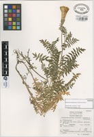 Paratype of Polemonium melindae Rzed., Calderón & Villareal [family POLEMONIACEAE]