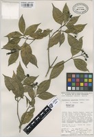 Paratype of Psychotria luteotuba Lorence [family RUBIACEAE]
