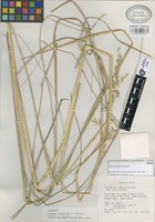 Isotype of Festuca asperella E.B. Alexeev [family GRAMINEAE]