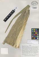 Paratype of Olmeca recta Soderstr. [family GRAMINEAE]