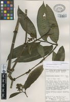 Isoparatype of Dichorisandra amabilis J.R. Grant [family COMMELINACEAE]