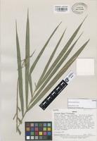 Isotype of Aulonemia fulgor Soderstr. [family GRAMINEAE]