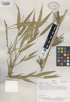 Isotype of Chusquea aperta L.G. Clark [family GRAMINEAE]
