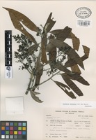 Paratype of Licaria velutina van der Werff [family LAURACEAE]