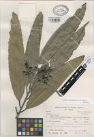 Isotype of Licaria velutina van der Werff [family LAURACEAE]