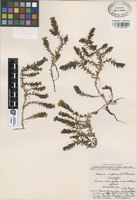 Isotype of Sedum reptans R.T. Clausen [family CRASSULACEAE]