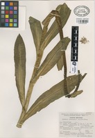 Isotype of Senecio rzedowskii García-Pérez [family COMPOSITAE]