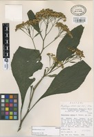 Isotype of Neurolaena lamina B.L. Turner [family COMPOSITAE]